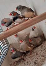 Mooie zebravinken, Dieren en Toebehoren, Meerdere dieren