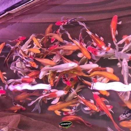 Import HQ Butterfly koi / Vlinderkoi 25 / 30 cm Koidreams