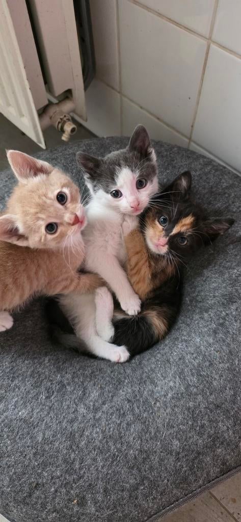 Mooie lieve beige kater. (Beschrijving goed lezen), Dieren en Toebehoren, Katten en Kittens | Overige Katten, Meerdere dieren