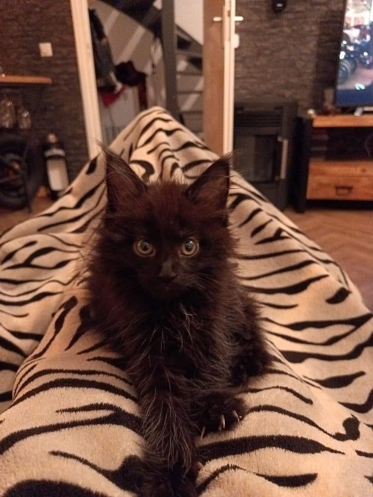 Maincoon kittens, Dieren en Toebehoren, Katten en Kittens | Raskatten | Langhaar