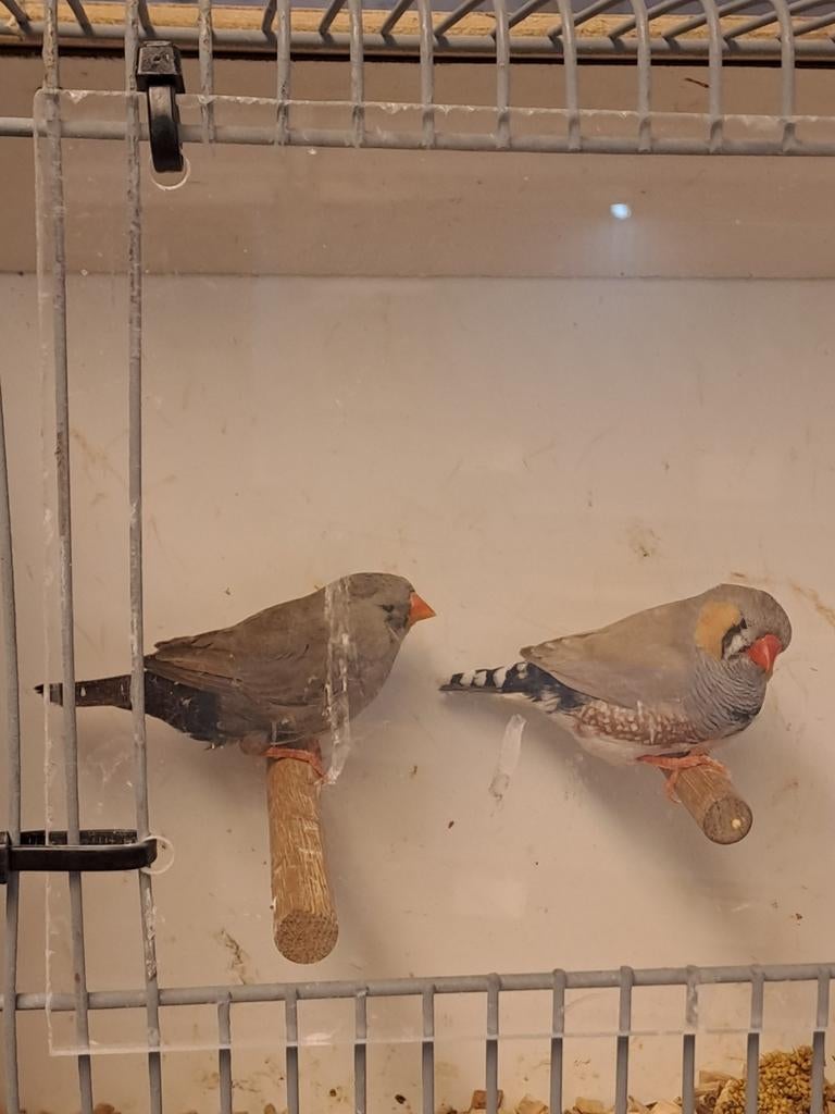 1 charcoal pop zebravink, Vrouwelijk, Geringd