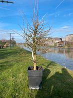 Stevige Larix bonsai, Ophalen, Bloeit niet, Halfschaduw, Overige soorten