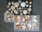 Verzameling schelpen, Verzamelen, Mineralen en Fossielen, Ophalen of Verzenden, Schelp(en)