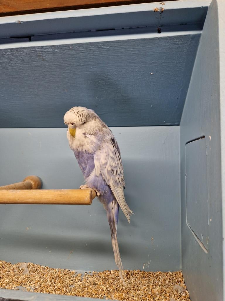 Aantal leuke standaard grasparkieten, Dieren en Toebehoren, Vogels | Parkieten en Papegaaien, Meerdere dieren, Geringd
