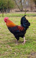 Marans zwart koper haan 7 maanden oud, Mannelijk, Kip