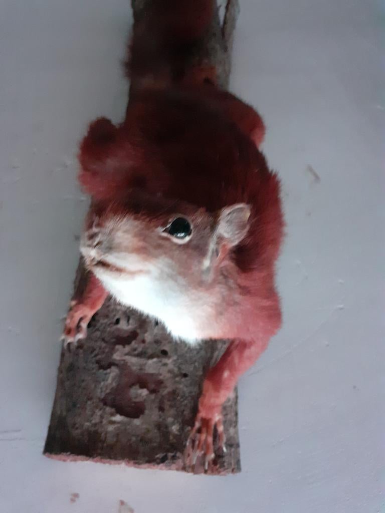Taxidermie,taxidermy recent Opgezette "rode eekhoorn" klim, Verzamelen, Dierenverzamelingen, Ophalen of Verzenden, Nieuw, Wild dier