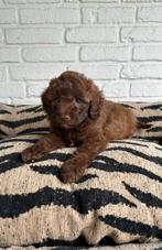 Poedel pups toy x dwerg choco en zwart, Dieren en Toebehoren, Poedel, Parvo, Nederland, 8 tot 15 weken