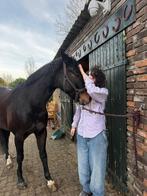 Betrouwbare bijrijder/leaser aangeboden, Dieren en Toebehoren, Ophalen of Verzenden