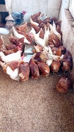 Jonge legkippen van rond de 18 weken. Bruin en wit, Vrouwelijk, Kip