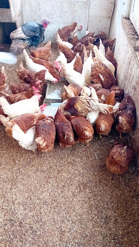 Jonge legkippen van rond de 18 weken. Bruin en wit, Dieren en Toebehoren, Pluimvee, Kip, Vrouwelijk