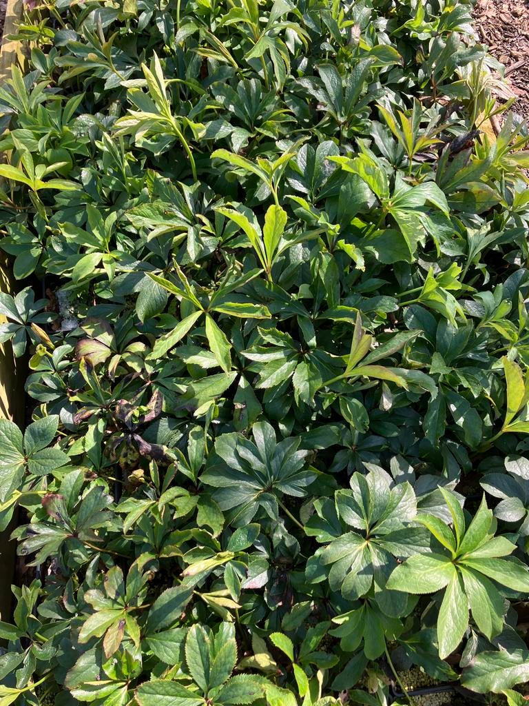 Helleborus orientalis Oosterse kerstroos, Overige soorten, Vaste plant, Ophalen of Verzenden, Halfschaduw