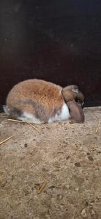 Nederlandse hangoor dwergjes, Dieren en Toebehoren, Konijnen, Meerdere dieren, Dwerg, Hangoor, 0 tot 2 jaar