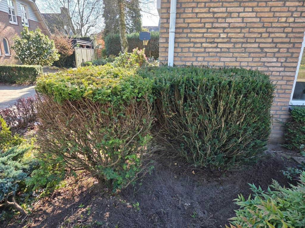 2 grote taxus struiken, Tuin en Terras, Planten | Struiken en Hagen, Taxus, 100 tot 250 cm, Ophalen