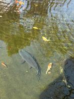 Vijver vissen te koop laat iets weten als je interesse hebt., Dieren en Toebehoren, Vissen | Vijvervissen, Karper of Koi