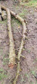 Brandhout Haardhout Appelboom, Minder dan 3 m³, Ophalen