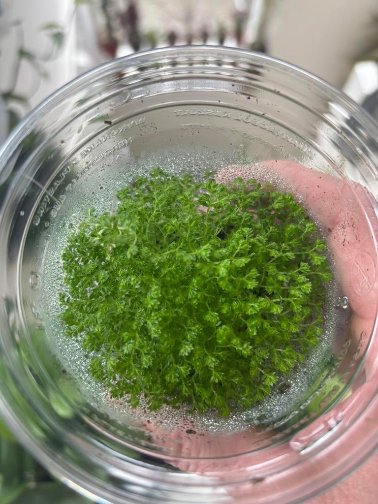 Selaginella apoda, Ophalen of Verzenden, Halfschaduw, Minder dan 100 cm