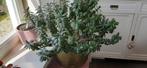 Crassula ovata , jadeplant jade plant, Ophalen, Zo goed als nieuw