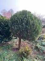 Conifeer te koop, Ophalen, Conifeer, Struik, 100 tot 250 cm