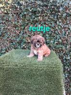 Te koop mooie speelse kleinblijvende boomer pups, Parvo, Overige rassen, 8 tot 15 weken, Meerdere