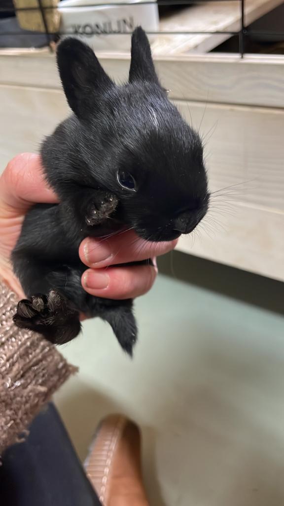 Jonge Dwergkonijntjes, Dieren en Toebehoren, Konijnen, Meerdere dieren, Dwerg