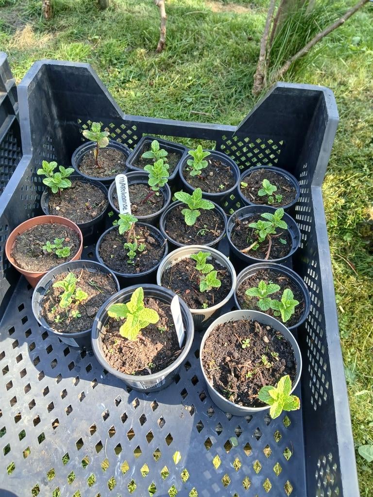 Laatste Marokkaanse munt potjes, Tuin en Terras, Planten | Tuinplanten, Ophalen, Eenjarig, Groenteplanten, Volle zon