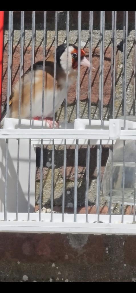 Parva putter man, Dieren en Toebehoren, Vogels | Overige Vogels, Mannelijk, Wildzangvogel