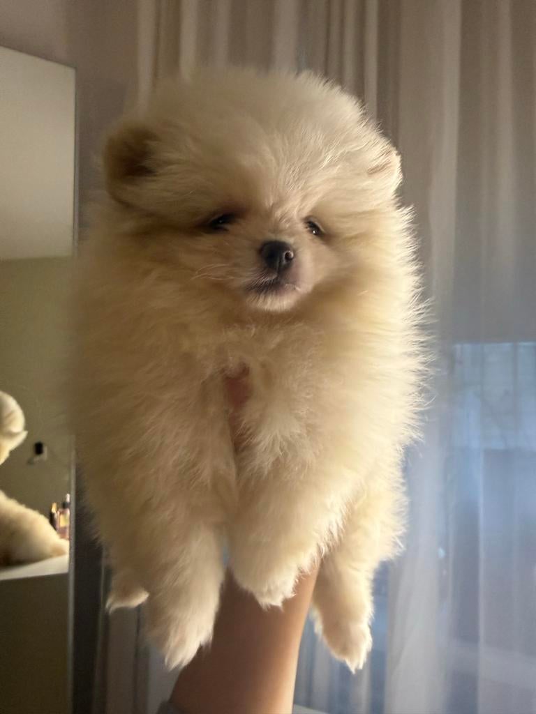 Pomeriaan pups, Particulier, Reu, 8 tot 15 weken, Buitenland