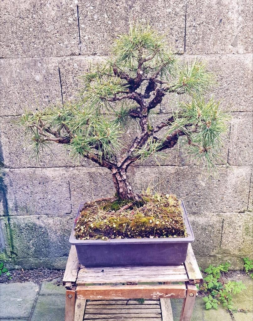 Mooie bonsai pinus nigra te koop, Tuin en Terras, Planten | Bomen, Bloeit niet, Overige soorten, Minder dan 100 cm, Ophalen