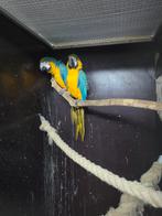 Te koop diverse Ara's zie advertentie, Meerdere dieren, Papegaai, Geringd