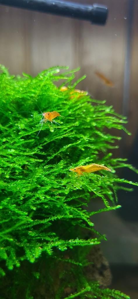 Orange sakura shrimp / oranje garnaal neocaridina, Kreeft, Krab of Garnaal, Zoetwatervis, Schoolvis