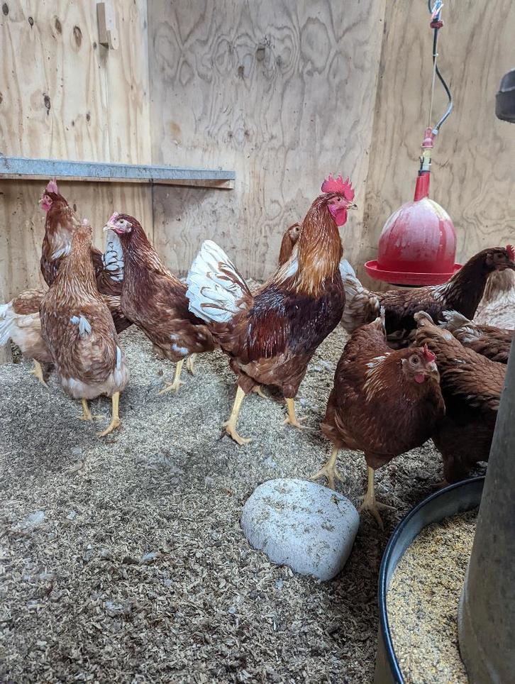 jonge legkippen, Dieren en Toebehoren, Pluimvee, Kip, Vrouwelijk