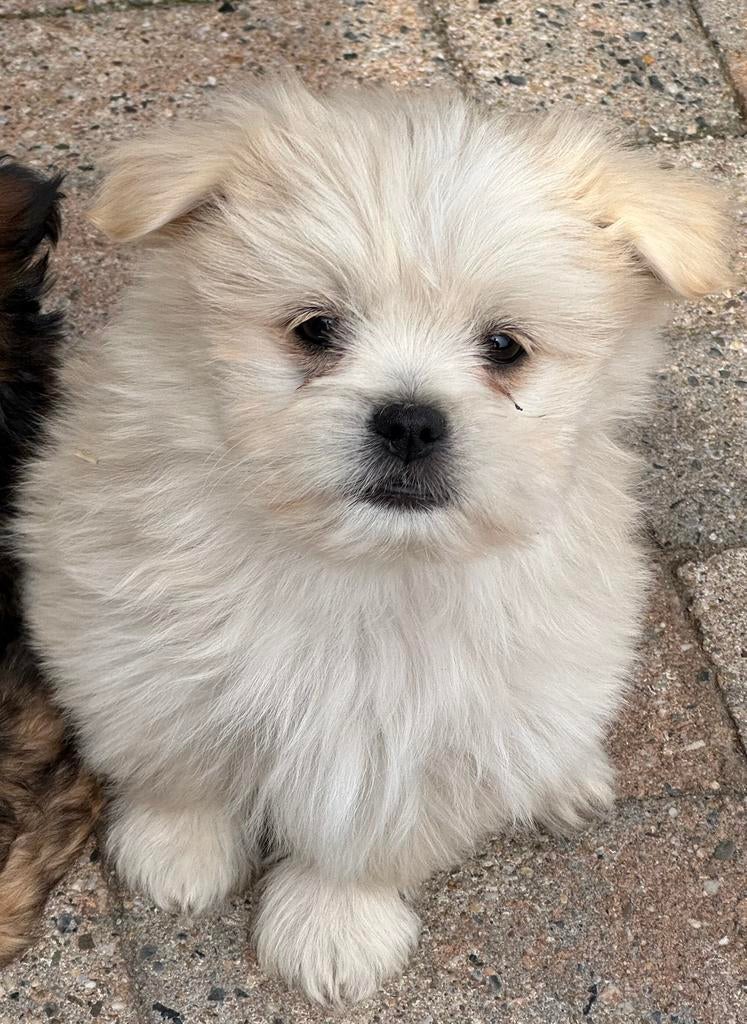 Boomer pups, Dieren en Toebehoren, Honden | Chihuahua's en Gezelschapshonden, Parvo, Overige rassen, 8 tot 15 weken, Meerdere