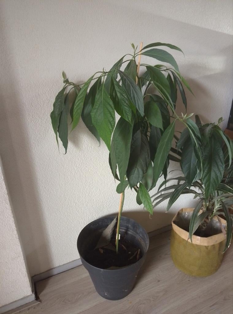 Avocado plant in pot, Ophalen, Overige soorten