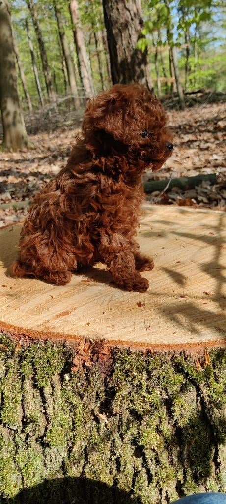 Teacup poedel reutje  klein blijvend!, Poedel, Nederland, Reu, 8 tot 15 weken