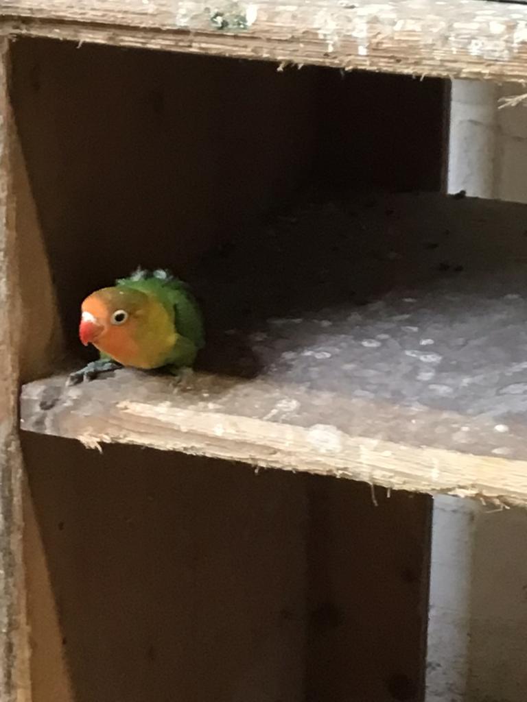 Agapornis  fyschery, Geslacht onbekend, Dwergpapegaai of Agapornis