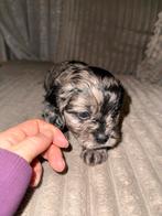Cavapoo puppy’s – liefdevol opgegroeid in huis, Dieren en Toebehoren, Honden | Niet-rashonden, Nederland, 8 tot 15 weken, Parvo