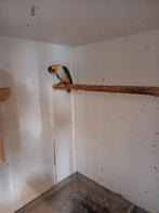 Zwartkop caique, Dieren en Toebehoren, Mannelijk, Papegaai, Geringd