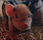 Kune kune biggen met stamboom te koop, Meerdere dieren, Varken, 0 tot 2 jaar
