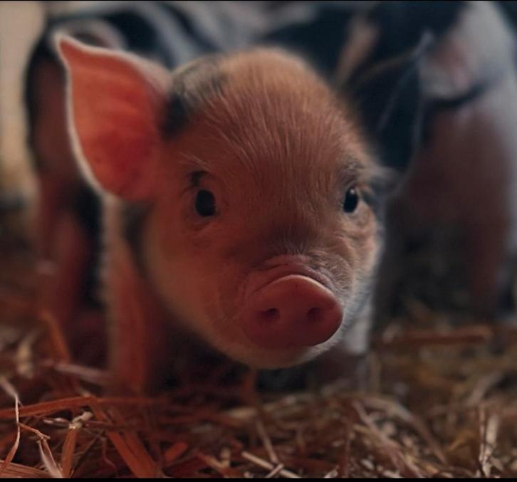 Kune kune biggen met stamboom te koop, Dieren en Toebehoren, Schapen, Geiten en Varkens, Varken, Meerdere dieren, 0 tot 2 jaar