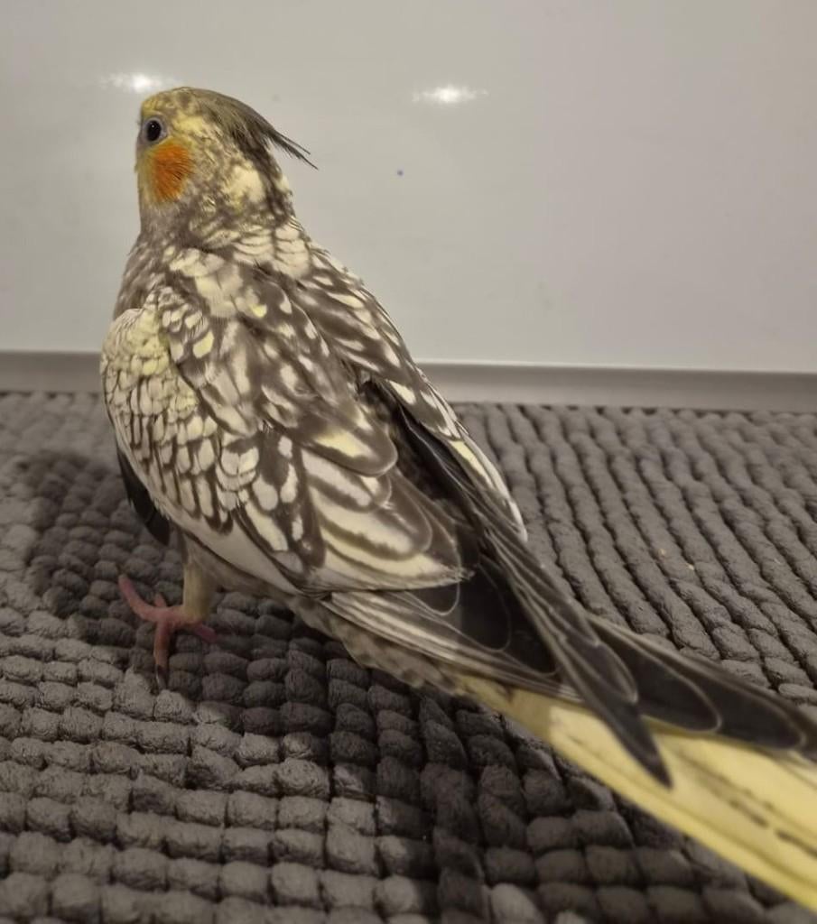 Jonge handtamme EAM valkparkiet DNA gesekst, Vrouwelijk, Parkiet, Geringd