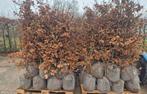 Pallets Beukenhagen + kluit ‼️AKTIE‼️, Tuin en Terras, Planten | Struiken en Hagen, Ophalen of Verzenden, Laurier, 100 tot 250 cm