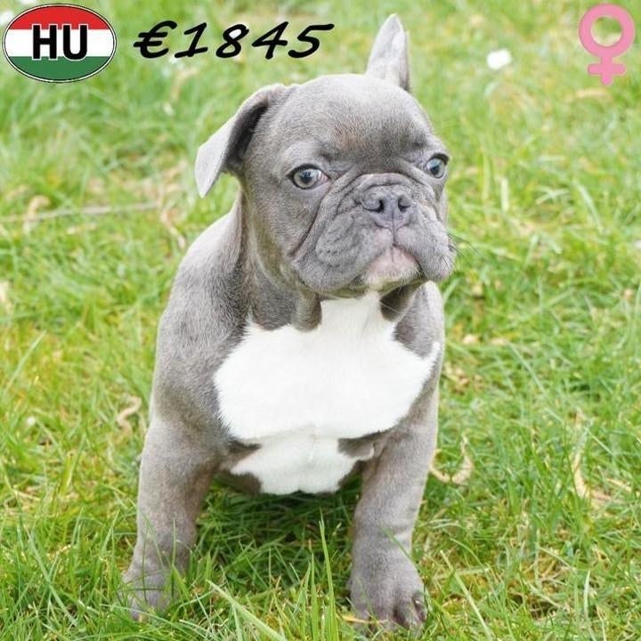 Franse Bulldog pup (teefje) te koop, 15 weken tot 1 jaar, Handelaar, Buitenland, Teef