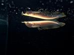 Albino silver arowana, Vis, Zoetwatervis