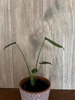 Baby Monstera/Gatenplant- Jonge plant uit zaadje, Tuin en Terras, Planten | Tuinplanten, Vaste plant, Bloeit niet, Halfschaduw