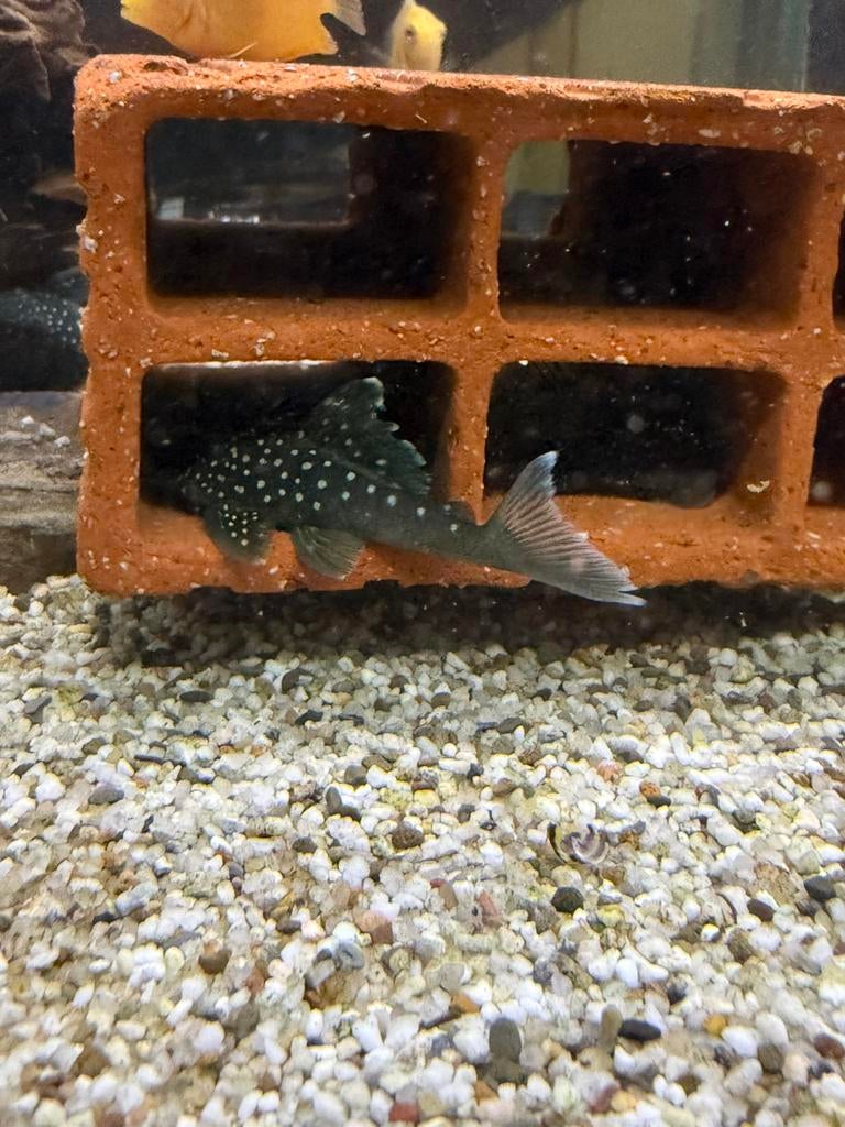 L128 blue phantom pleco maat m, Dieren en Toebehoren, Vissen | Aquariumvissen, Vis, Zoetwatervis
