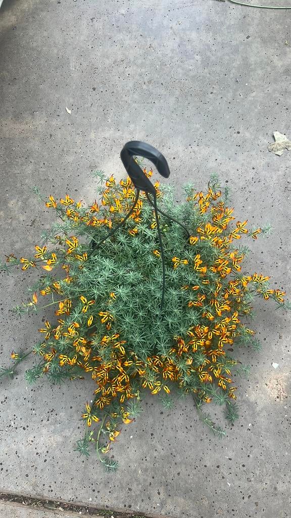 Prachtige Lotus Berthelotii hangplant, en 500 andere planten, Ophalen, Overige soorten, Volle zon