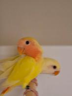 Argapornis  roseicollis  van 2026, Meerdere dieren, Dwergpapegaai of Agapornis, Geringd