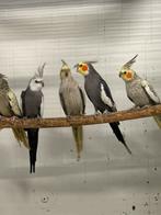 Enkele valkparkieten, Meerdere dieren, Parkiet