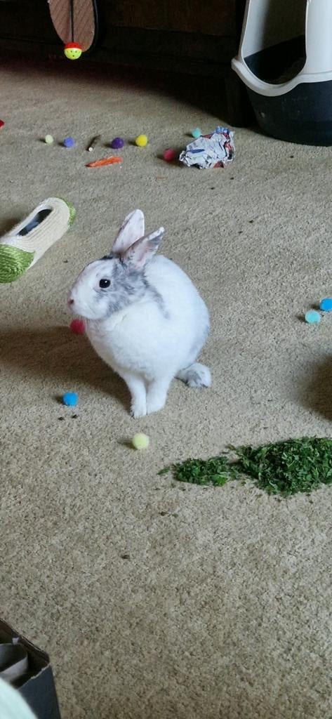 Fluff zoekt 5 sterren huis, Dieren en Toebehoren, Konijnen, Vrouwelijk, Dwerg, 0 tot 2 jaar