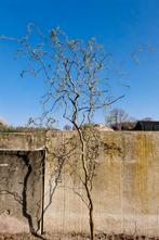 Kronkelwilg / krulwilg, Ophalen, 250 tot 400 cm, Lente